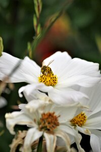 Insect flower bloom photo