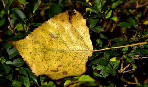 Leaves fall foliage fall color photo