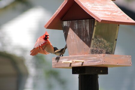 Family nature bird feeder photo