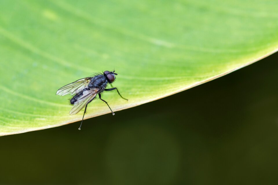 Green macro housefly