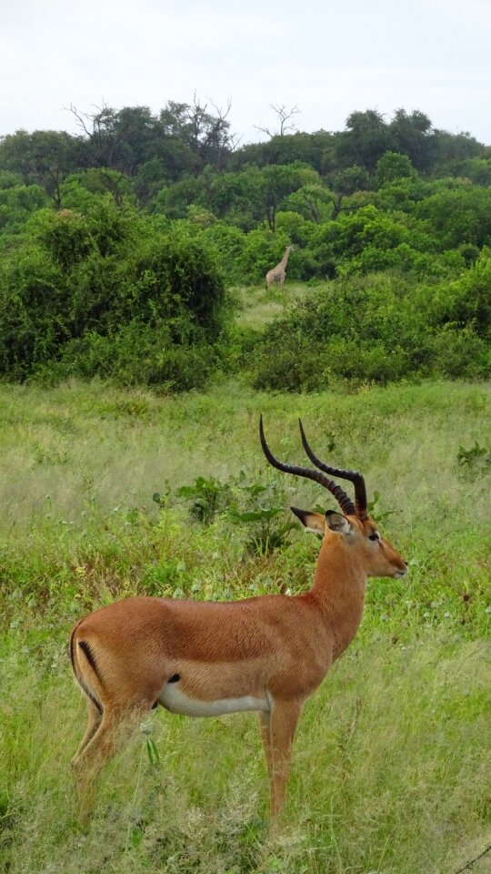 Impala giraffe safari
