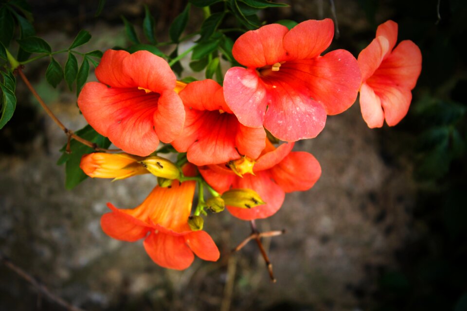 Flowers nature summer