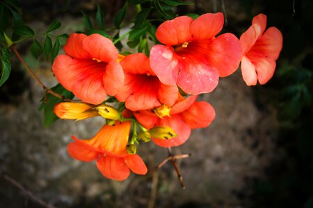 Flowers nature summer