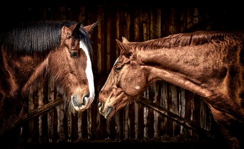 Shire horse animals two