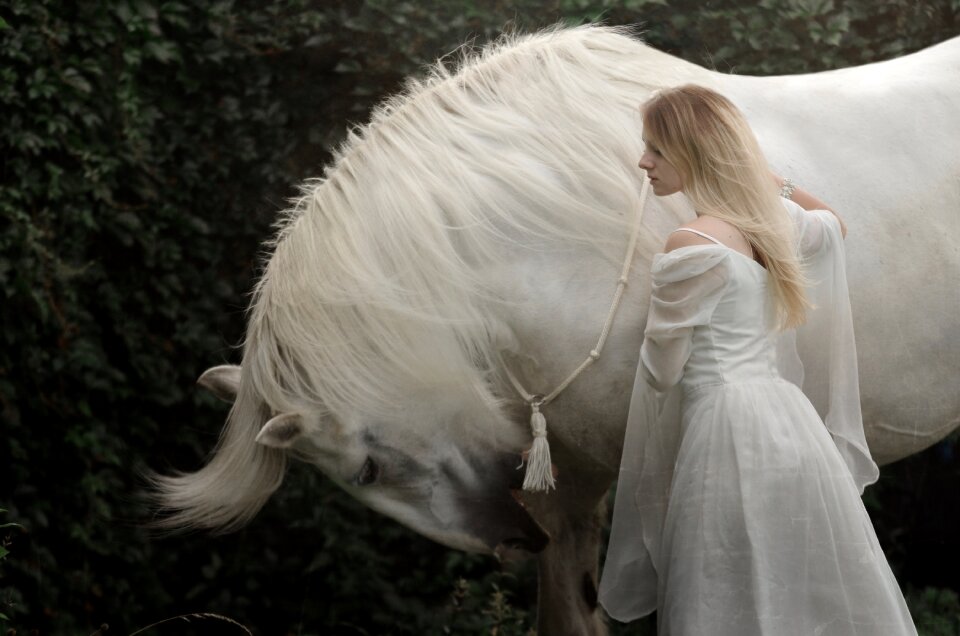 Shire horsewoman female