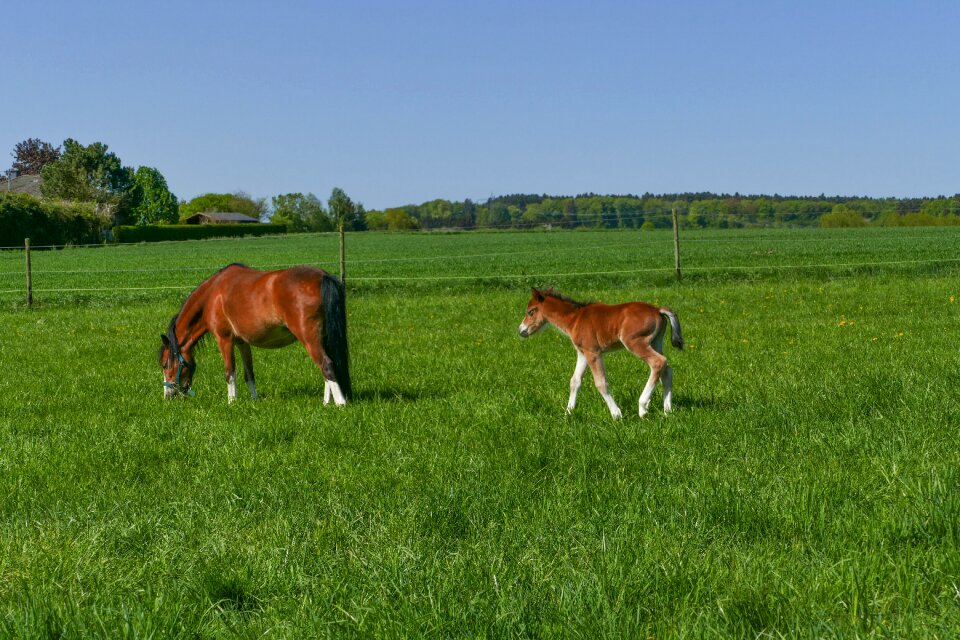Colt brown blaze white