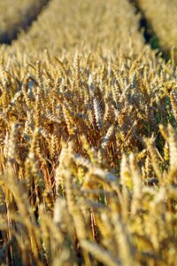 Agriculture field cornfield