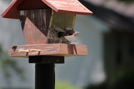 Nature wood bird feeder photo