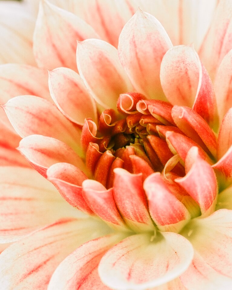 Bloom bright dahlia flower