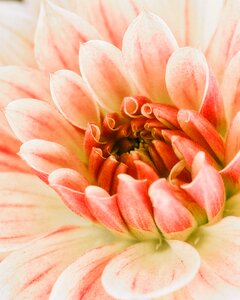 Bloom bright dahlia flower
