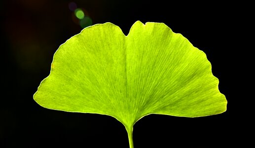 Autumn green light green