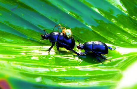 Food insects animals