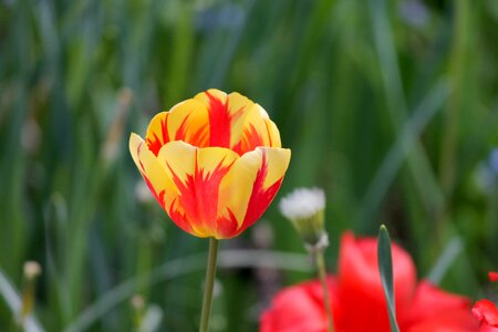 Bloom orange yellow photo