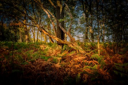 Old landscape forest photo