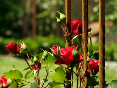 Fence rust garden