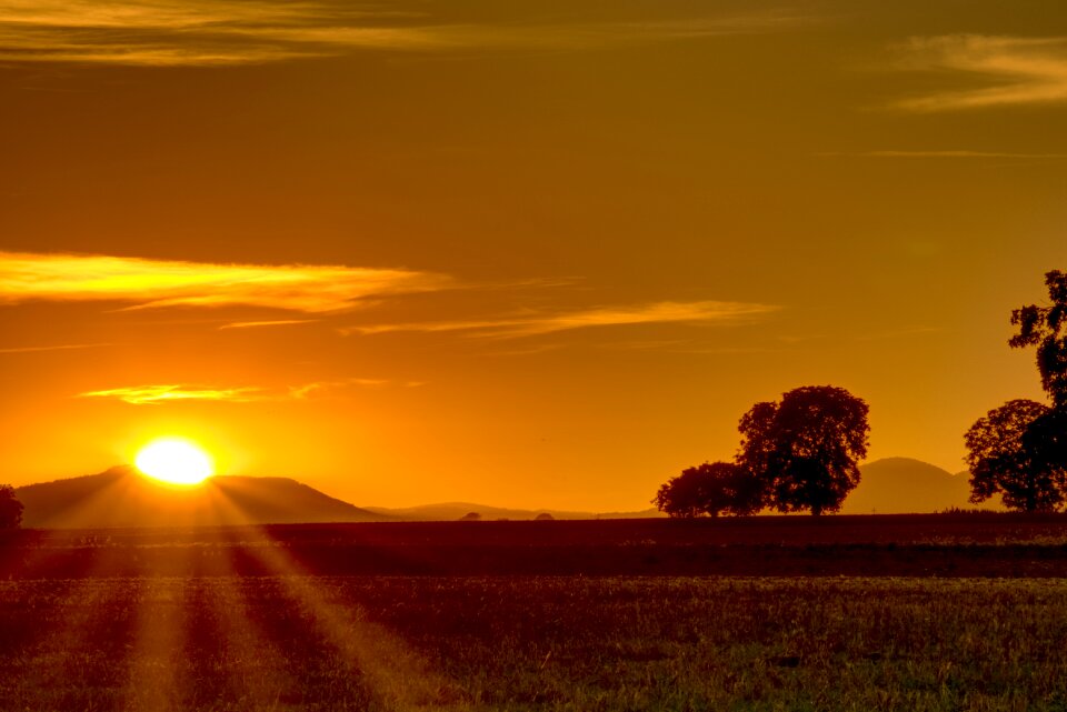Trees nature mood