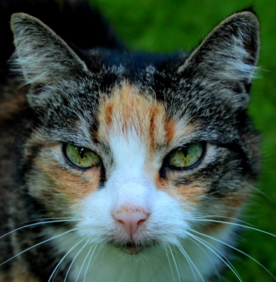 Kitty pet cute