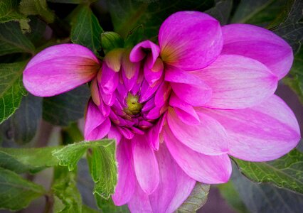 Bud dahlia garden pink photo