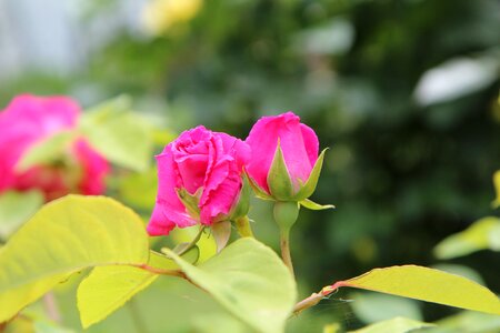 Pink rose color pink pink flowers
