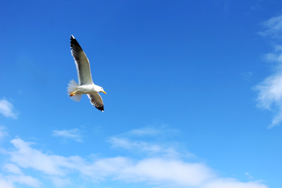Bird flying flight