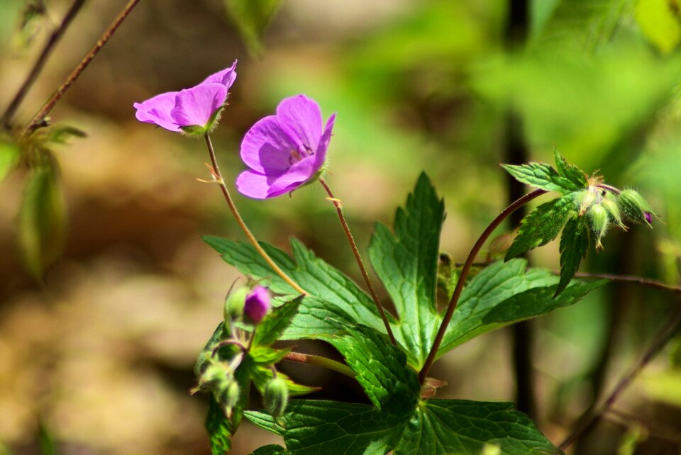 Park virginia geranium