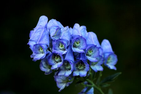 Blue garden flowers