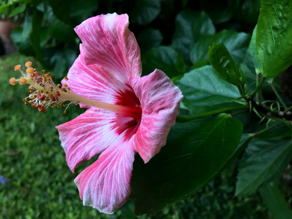 Pink petals garden pink