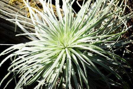 Leaves green hairy