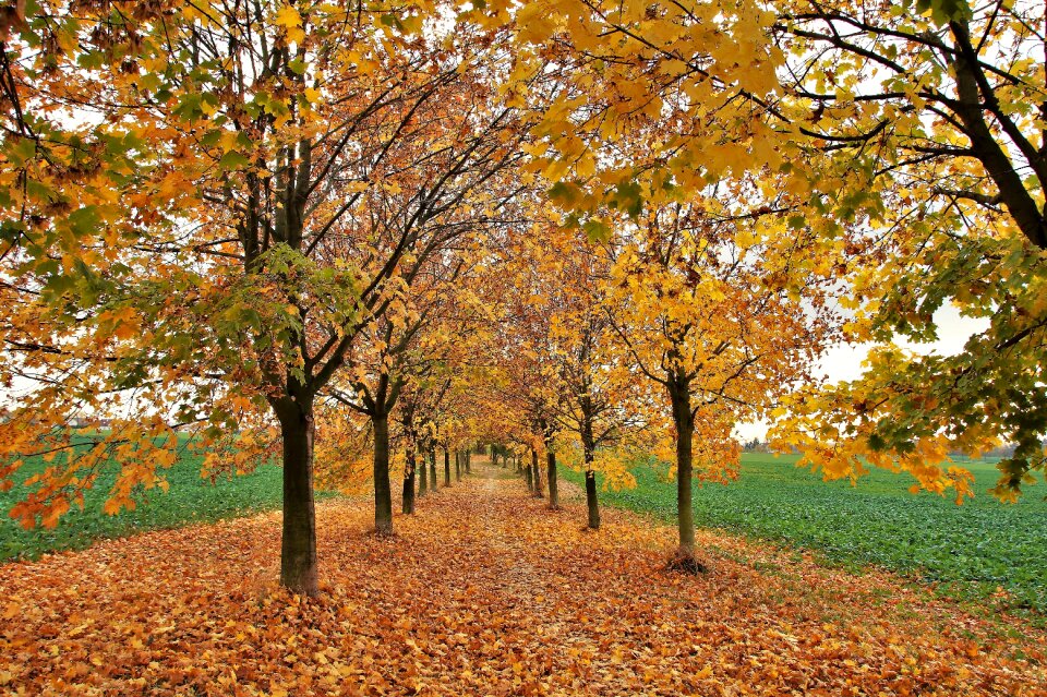 Fallen colored yellow