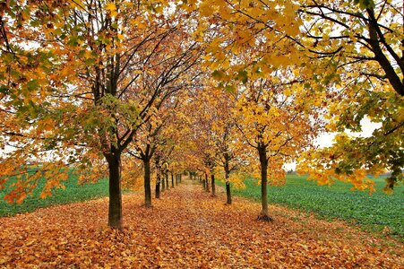 Fallen colored yellow photo