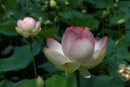 Flowers water lilies plants photo