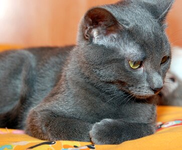 Cat gray cat feline photo