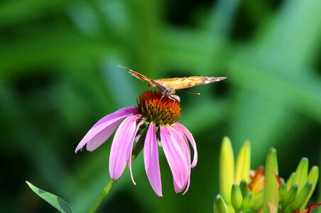 Coneflowers american painted lady butterfly photo