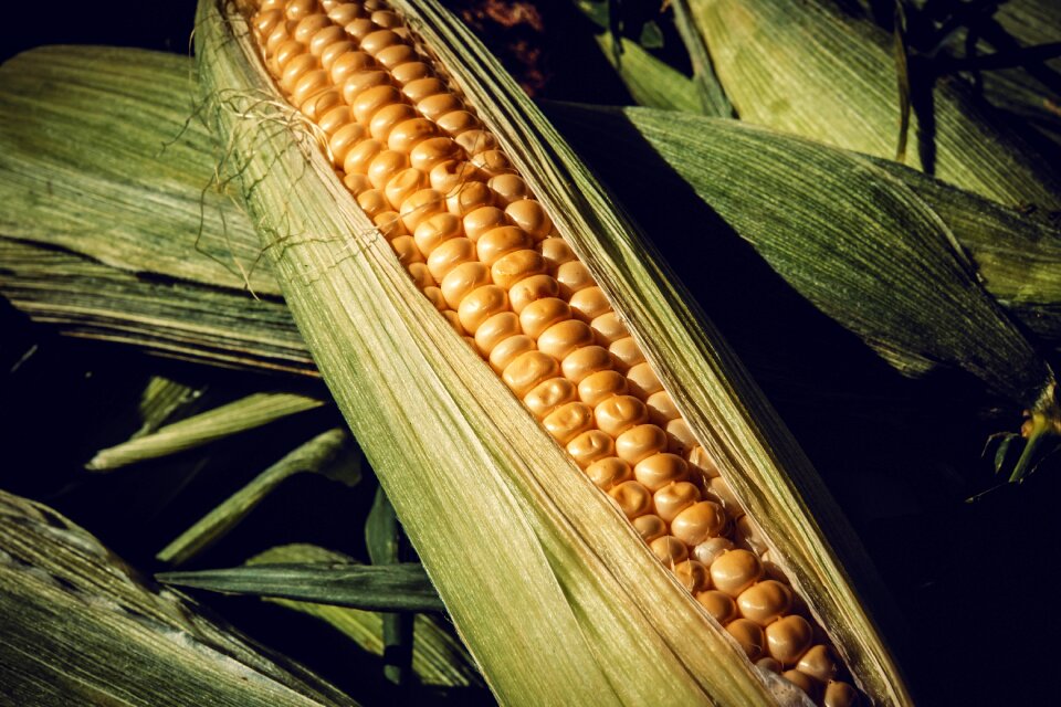 Corn kernels bio yellow
