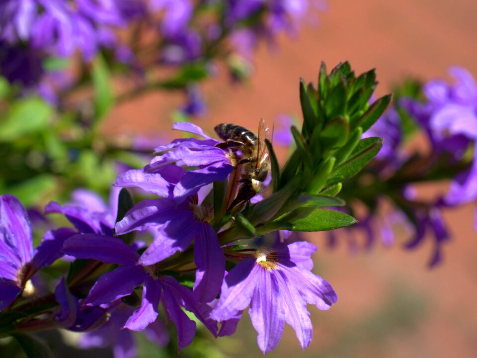 Bloom insect summer photo