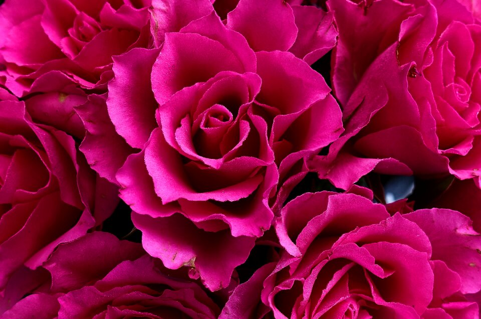 Romance blossom bloom