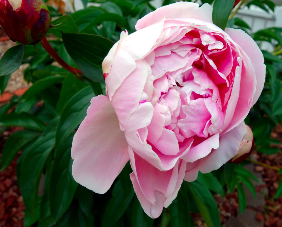Double flower flower flora