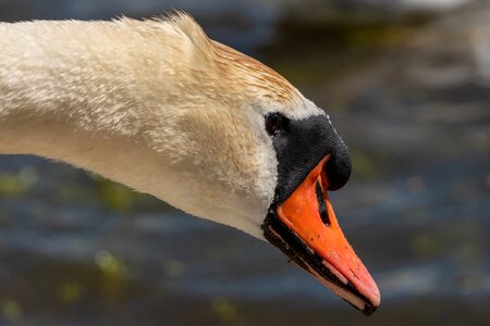 Swan bird waterfowl photo