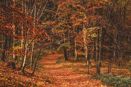 Nature forest colorful photo