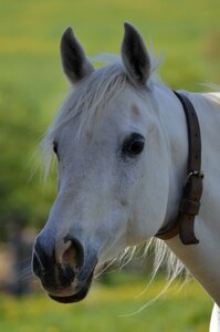 Nature horses portrait