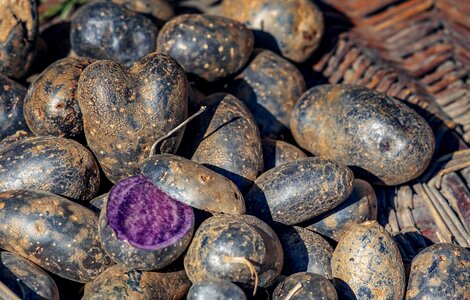 Tuber blue-black bio