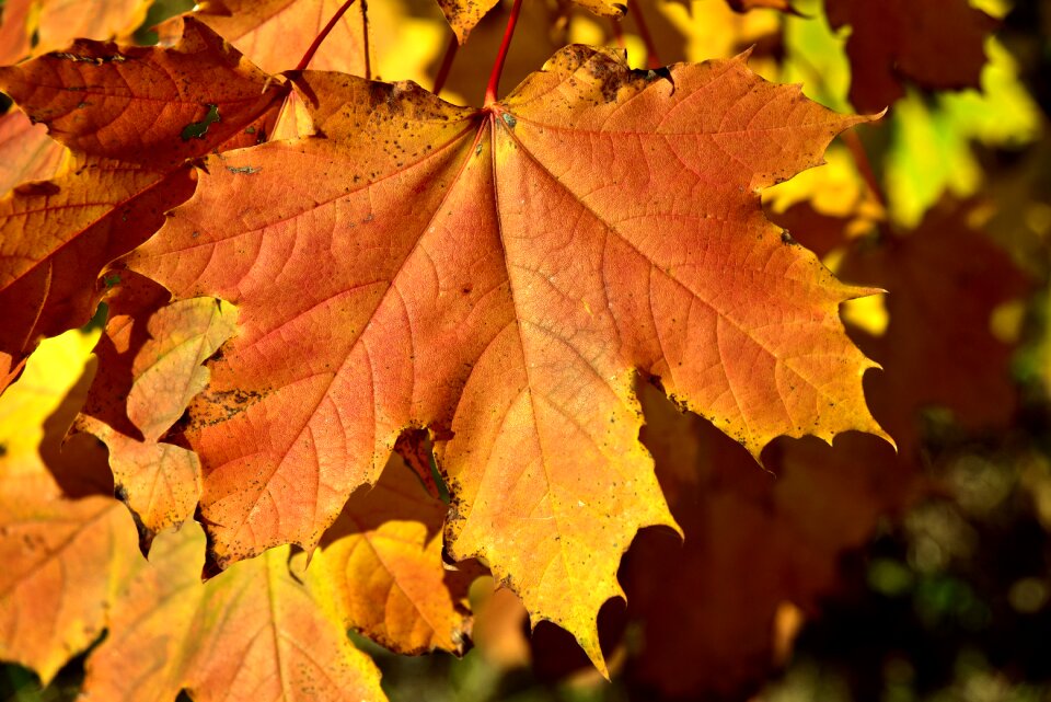 Discoloration red yellow