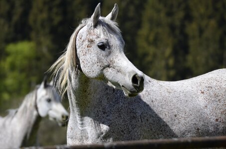 Cavalry domestic main and state stud marbach