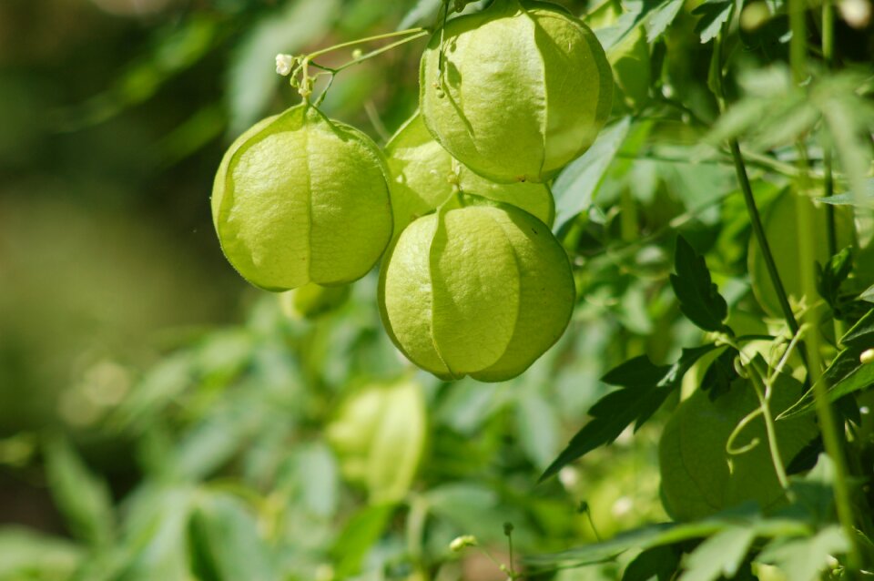 Green agriculture horticulture