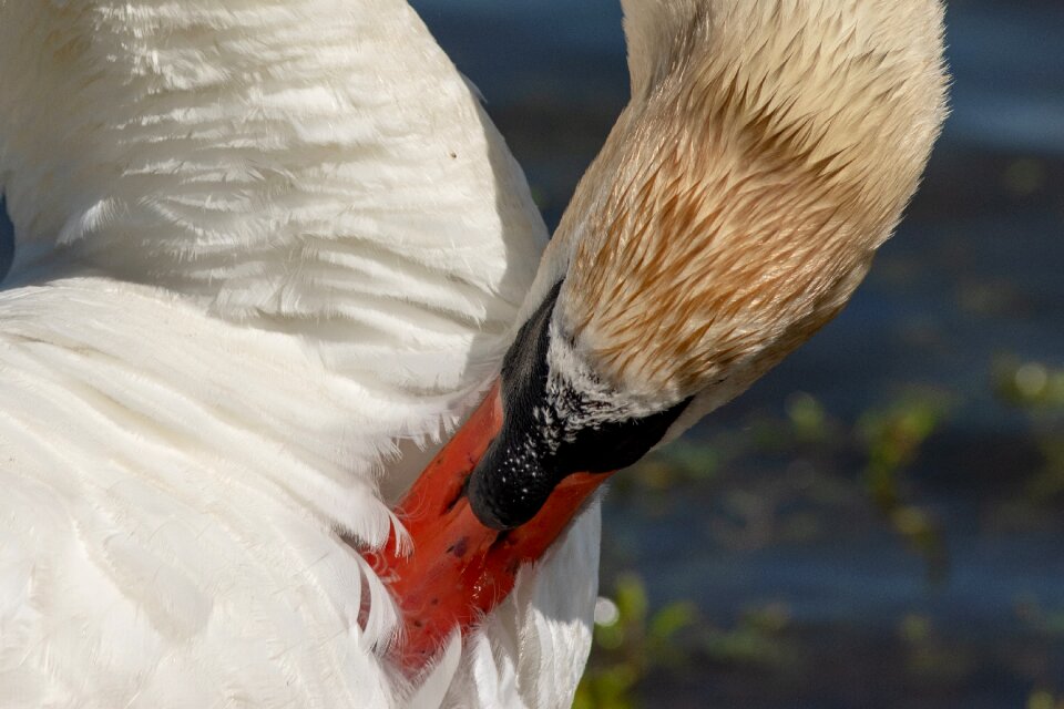 Swan bird waterfowl