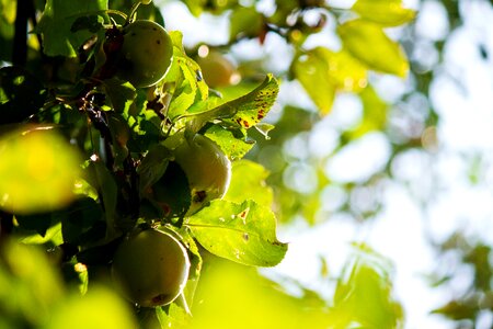 Fruit garden garden fruits
