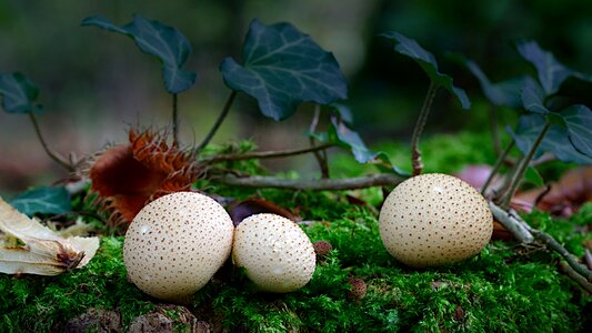 Autumn forest floor white photo