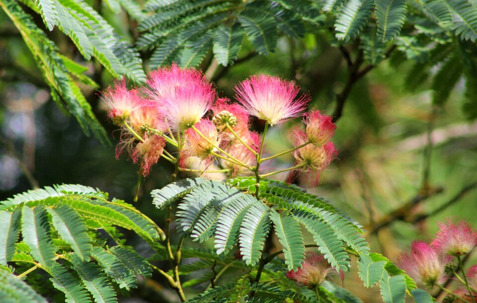 Pink beauty flower garden