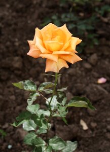 Flower rose plant photo