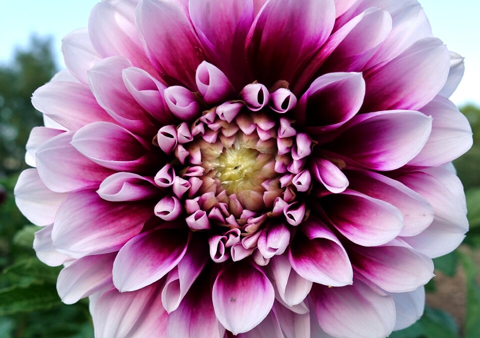 Blossom bloom nature